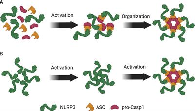 What are NLRP3-ASC specks? an experimental progress of 22 years of inflammasome research